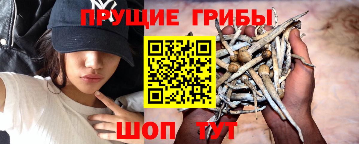 сколько стоит  Псилоцибиновые грибы мицелий  Вход с VPN  Шарыпово 